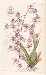 Oncidium ornithorhynchum